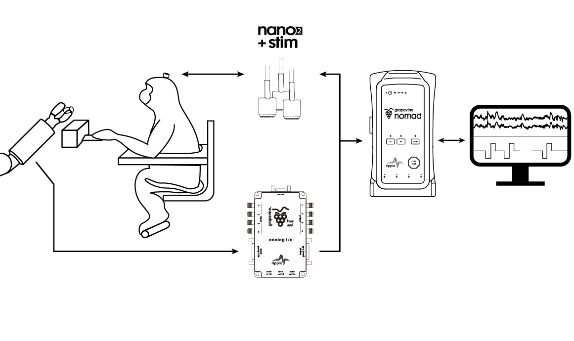 Closed-loop stimulation brain machine primate