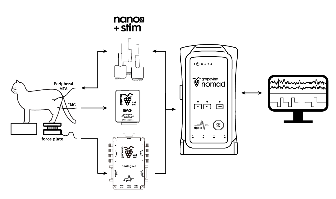 functional electrical stimulation